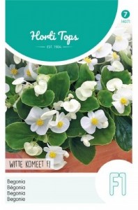 14071 begonia white Komeet F1_500x500